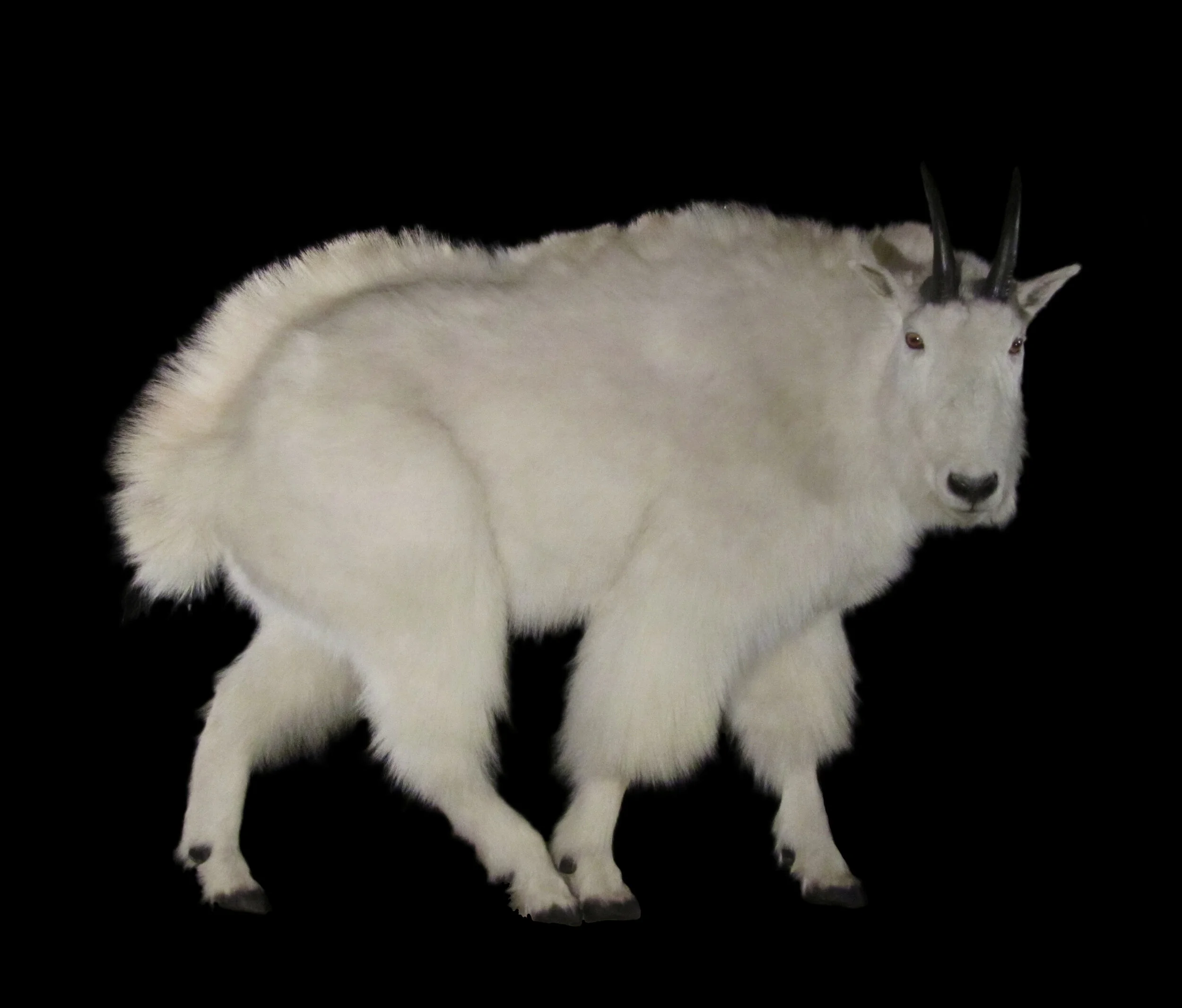 Gallery | North America | Mountain Goat — Animal Artistry